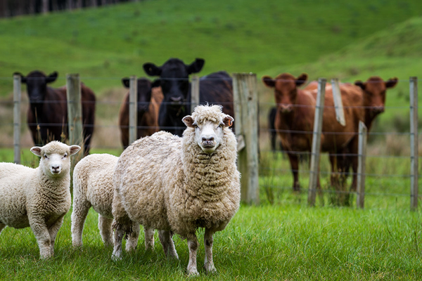 Sheep and cattle in paddock